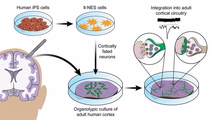 Las células madre neuroepiteliales (It-NES) convertidas en neuronas corticales, capaces de formar redes sinápticas en el cultivo celular, se diferencian y maduran cuando se trasplantan ex vivo en cultivos organotípicos de corteza cerebral de un adulto