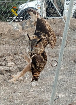 La Guardia Civil rescata a un búho real atrapado en la valla metálica de una finca de Ulea