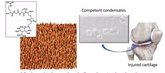 Foto: La adhesión celular a la nanoescala es un factor clave para la producción de cartílago 'in vitro', según un estudio