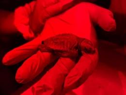 Nacen cinco crías del primer nido de tortugas careta localizadas en Barcelona