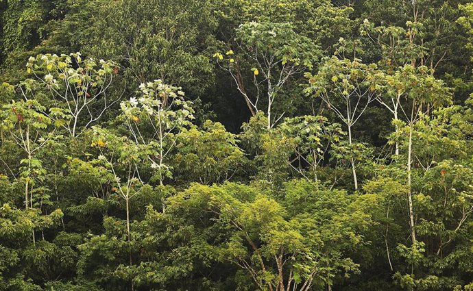 Amazonia en Brasil