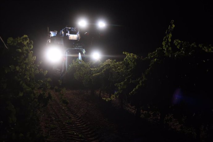 Vendimia nocturna de uva blanca en la Denominación de Origen Rueda.