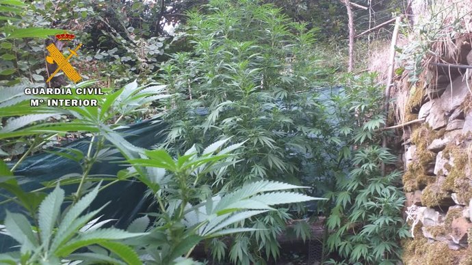 La Guardia Civil incauta una plantación de marihuana en Santullano-Mieres