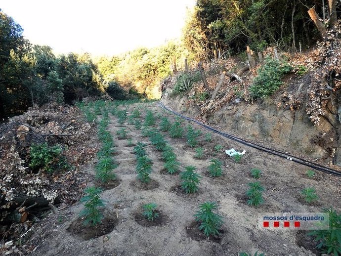 Un detingut a Arbúcies (Girona) per conrear marihuana en el Parc Natural del Montseny