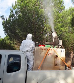 Ensayos para frenar el ataque de la chinche de las piñas