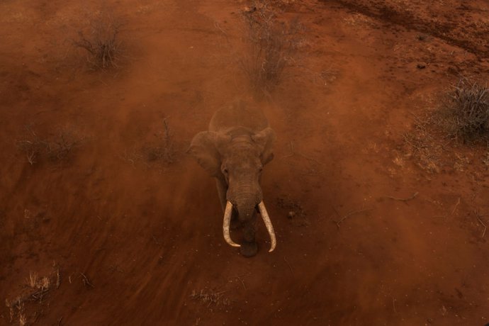 Zimbabue.- Hallados muertos once elefantes presuntamente por ántrax en una reser