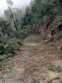 Las tormentas provocan medio centenar de incidentes en las Islas, la mayoría caídas de árboles y bajos inundados