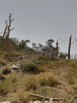 Torre doblada por las fuertes rachas provocadas por el 'cap de fibló'.