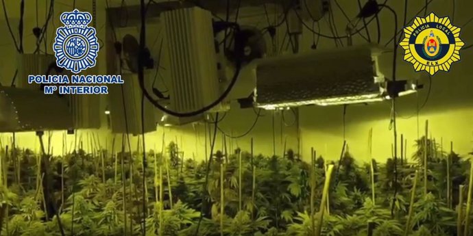 Cultivo indoor de cannabis