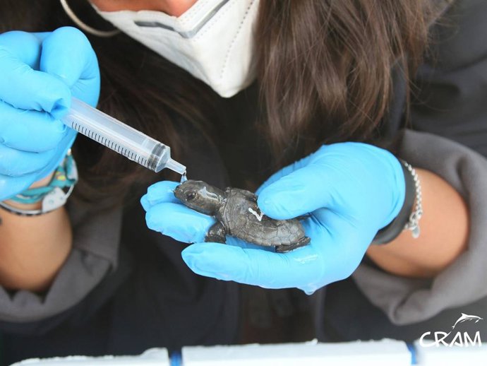 Una de les tortugues del niu a la platja de la Mar Bella de Barcelona és atesa pel personal del Cram.