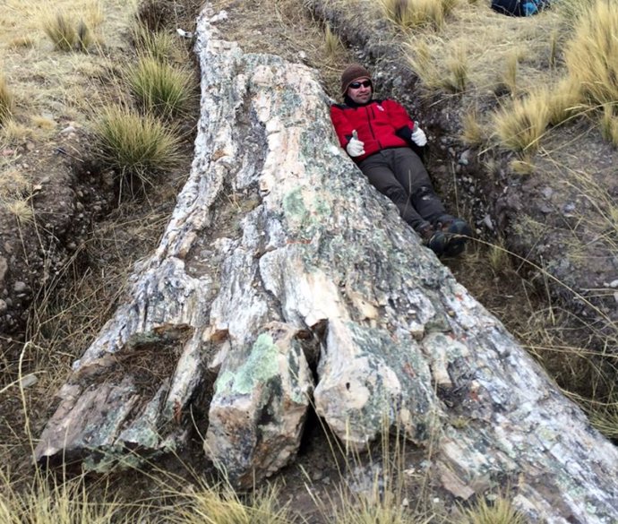 Aspecto del árbol fósil