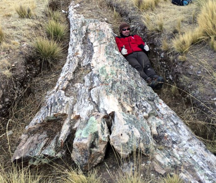 Drástico cambio ambiental grabado en un árbol fósil de los Andes