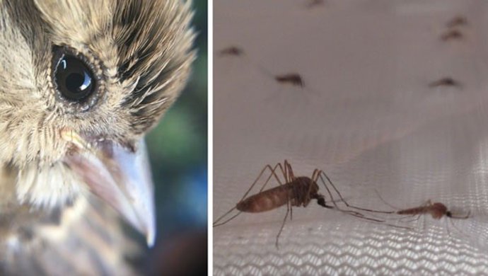 A la izquierda uno de los gorriones estudiados. A la derecha, un mosquito transmisor de la malaria aviar