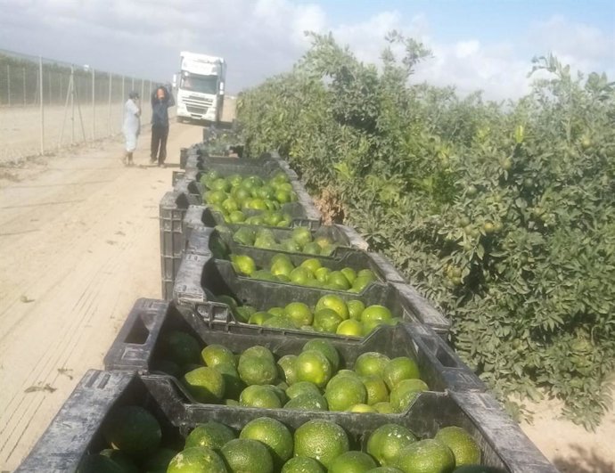 Satsumas ya recolectadas