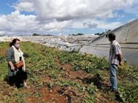 El Govern inicia la evaluación de daños en cultivos por el 'cap de fibló' y las granizadas