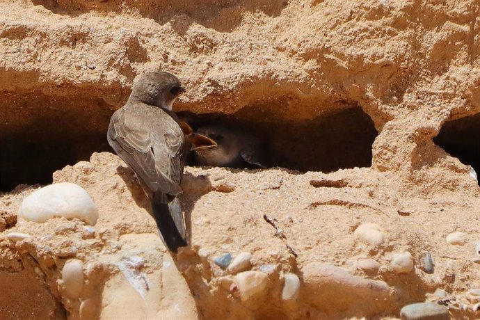 Nido del avión zapador