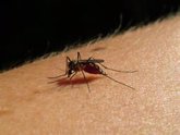 Foto: Dos revisiones realizadas por el ISCIII abordan las enfermedades transmitidas por mosquitos en Europa y África