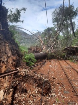 Un árbol caído sobre las vías del Tren de Sóller debido al 'cap de fibló' de este sábado.