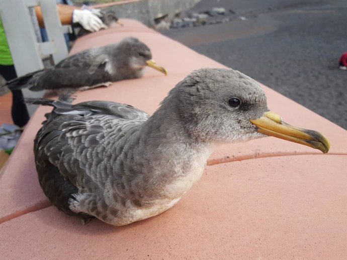 El Gobierno canario ve en "grave amenaza" a las aves marinas por la contaminació