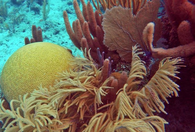 Un arrecife de coral saludable con corales duros y parientes de cuerpo más blando en el Arrecife Chinchorro en el Mar Caribe mexicano