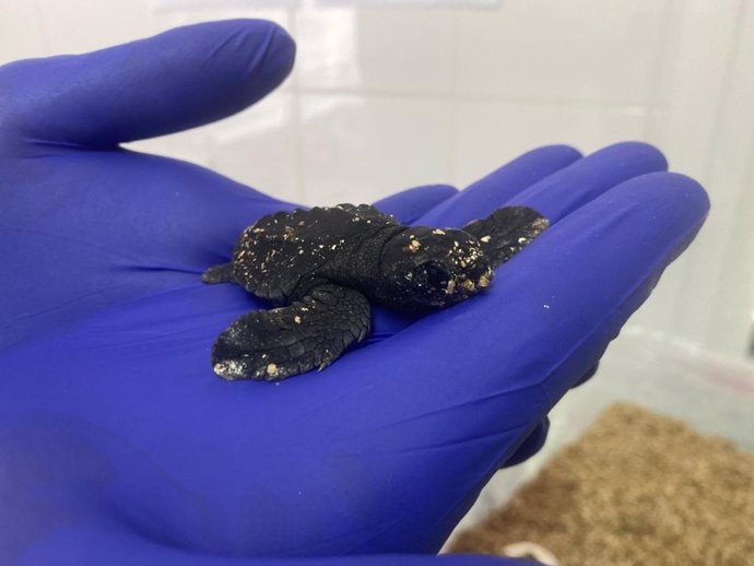 Ejemplar de tortuga marina nacida este fin de semana en Ibiza