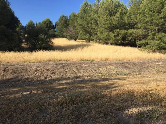 Entorno del conjunto arqueológico de Itálica