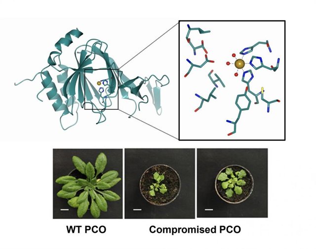 Estructura cristalina de PCO4, destacando residuos de aminoácidos clave, cuya importancia se verificó en la planta modelo Arabidopsis