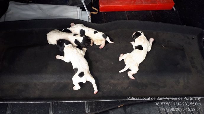 Cachorros rescatados de un contenedor en Sant Antoni