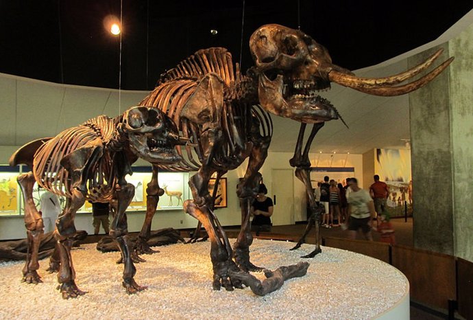 Cambios climáticos forzaban a los mastodontes a mudarse al norte 