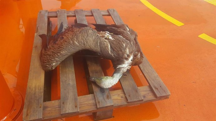 Buitre fallecido recuperado en el puerto pesquero de Motril