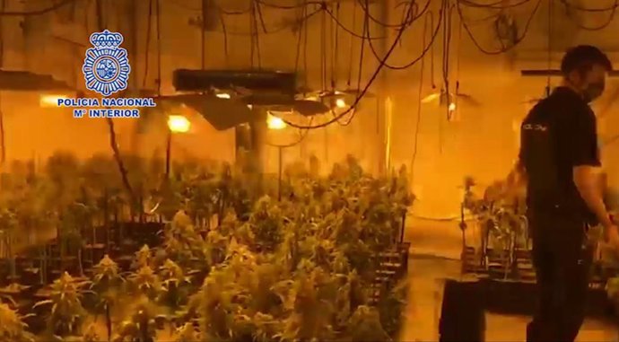 Desmantelada un cultivo con más de 2.000 plantas de marihuana en un poblado de Villa de Vallecas