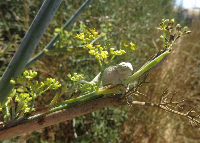 Cría de camaleón liberada por el Zoo de Jerez