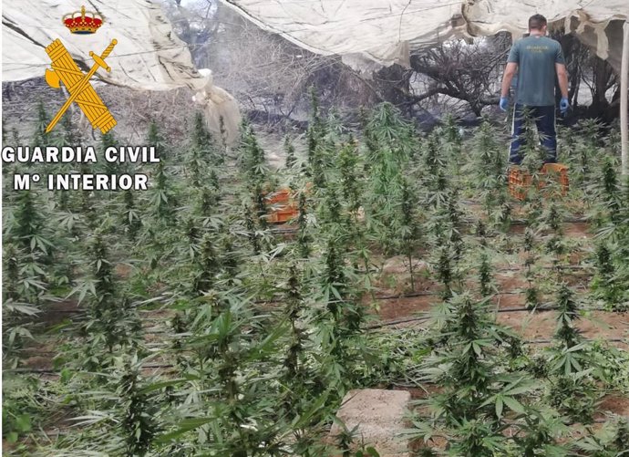 Plantación de marihuana en un invernadero de El Ejido (Almería)