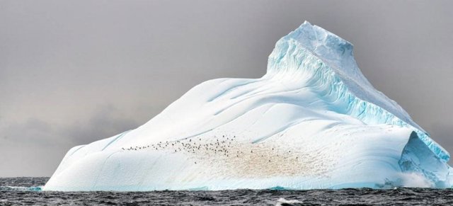 Iceberg poblado por pingüinos en la Antártida