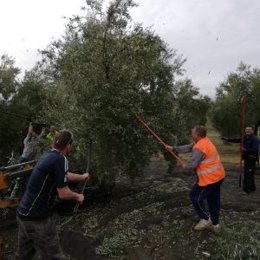 Recogida de aceituna