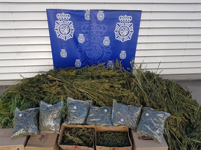 Plantas de marihuana ocupadas por la policía durante la operación desplegada en Cabezón de Pisuerga.