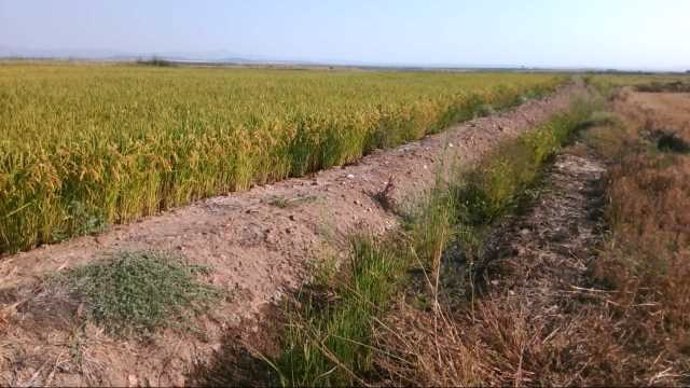 Un cultivo de arroz en Extremadura.