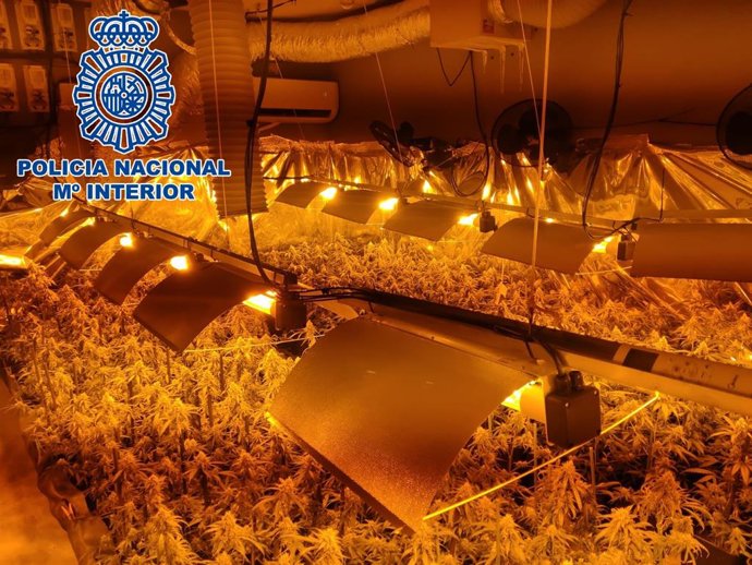 Nota De Prensa: Detenidos Una Madre Y Su Hijo Tras Descubrir Un Cultivo De 500 Plantas De Marihuana En Una Parcela Ubicada En El El Puerto De Santa María