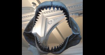 Revelado el verdadero tamaño del Megalodón prehistórico