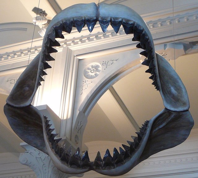 Modelo de mandíbulas de tiburón megalodon en el Museo Americano de Historia Natural, en Nueva York.