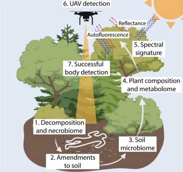 Modelo para la detección remota de cuerpos en descomposición mediante vehículos aéreos no tripulados (UAV).