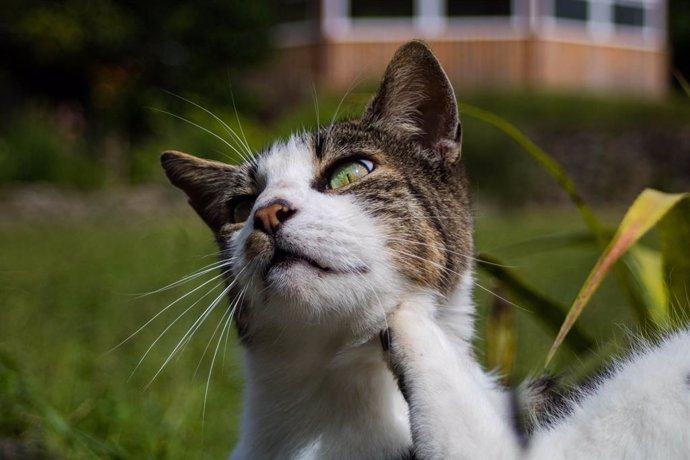 Cinco actitudes en dueños hacia la naturaleza cazadora de sus gatos