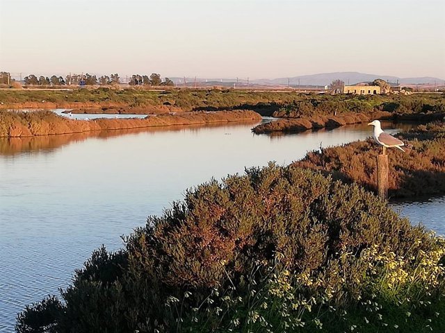 Imagen de los humedales del Parque Natural Los Toruños, en Cádiz