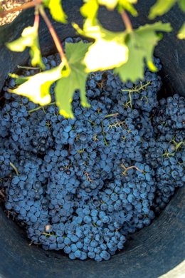 Racimos de uva, vendimia, vino, vid, raim