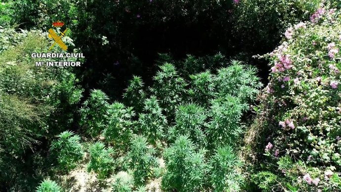 Una de las plantaciones de marihuana halladas en Cartaya y Villablanca (Huelva).