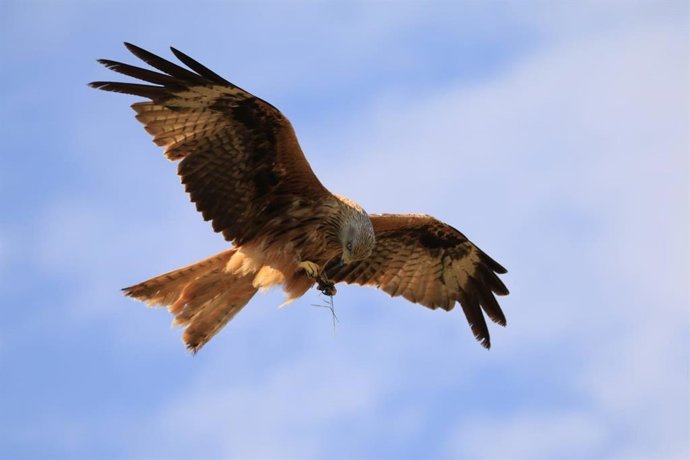 Un buitre en el Pirineo de Lleida
