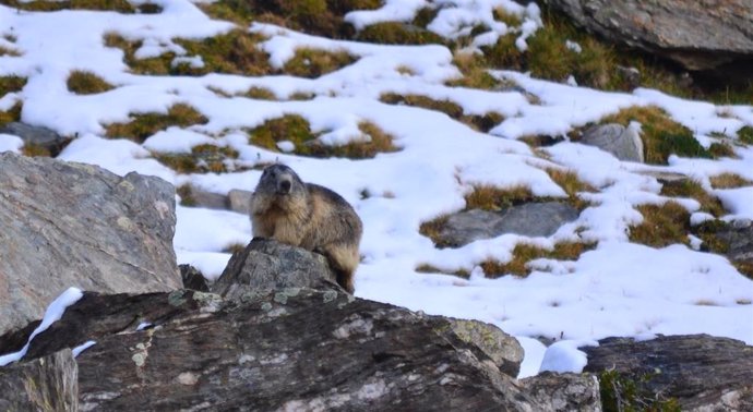 Una marmota este verano en la zona de Vallter, en el Ripolls