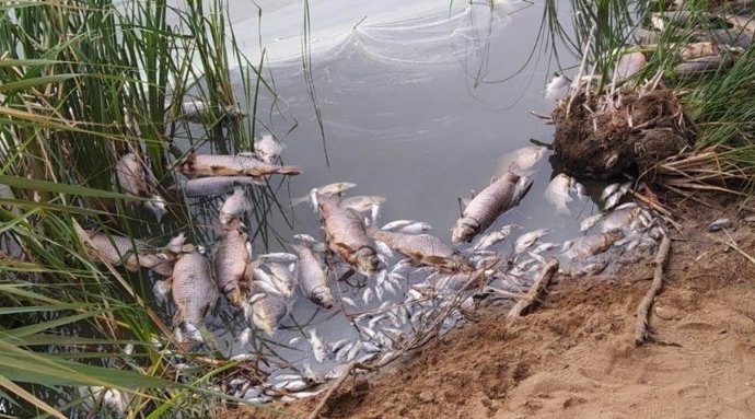 Aparecen peces muertos en la laguna Picón de los Conejos de Velilla de San Antonio