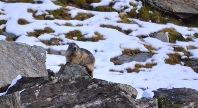 Una marmota aquest estiu a la zona de Vallter, en el Ripolls