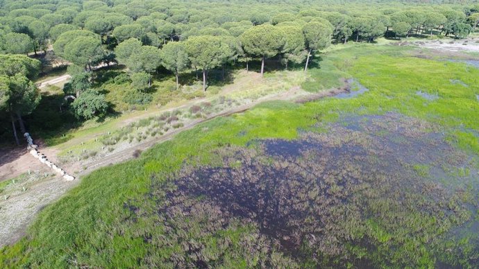 Huelva.- La Junta licita el mayor contrato para la restauración de Doñana tras e